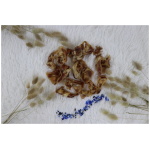 OTTOMAR KOERA MAIUS KUIVATATUD SEA SISEKÕRV 100G