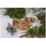 OTTOMAR KOERA MAIUS KUIVATATUD SEASÕRG 60G